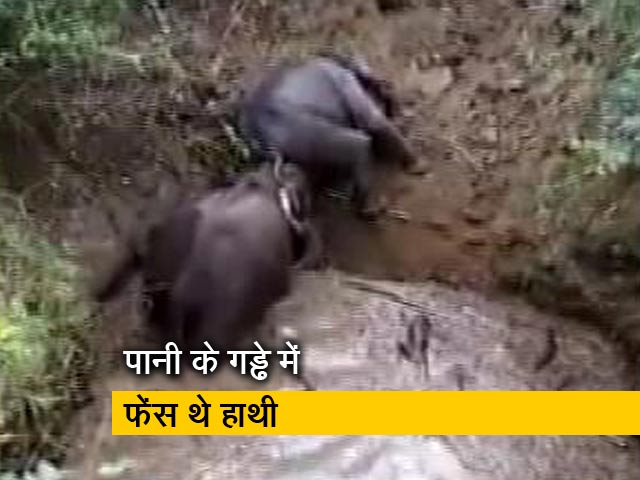 जंगल के गड्ढे में फंसे हाथी को बचाया गया