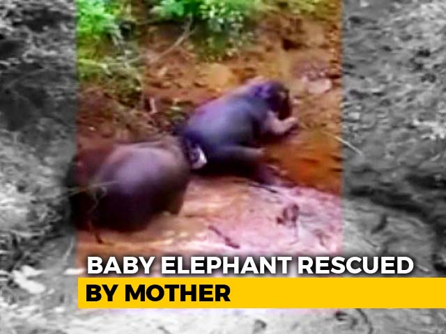 Watch: 3 Elephants Fall Into Well In Tamil Nadu, Rescued In 6 Hours