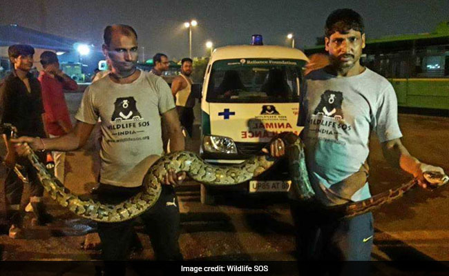 10-Foot Python Found Under Bus In Delhi. Pic Is Anxiety-Inducing