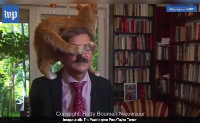 Cat Climbs On Professor During TV Interview. He Remains Unfazed