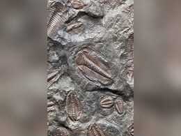 39 Baby Dinosaurs Died 125 Million Years Ago. A Fossil May Reveal Why 39 Baby Dinosaurs Died 125 Million Years Ago. A Fossil May Reveal Why