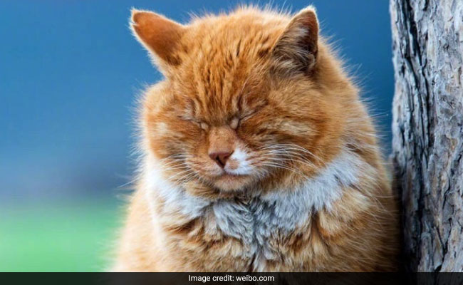Mystic Moggy: China Mourns 'Psychic' World Cup Cat