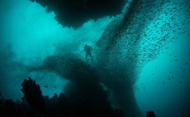 New IISc Study Sheds Light On How Fish Swim In Groups