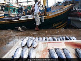 Yes, Fish Feel Pain, Say Scientists. Fishermen Won't Buy It Yes, Fish Feel Pain, Say Scientists. Fishermen Won't Buy It