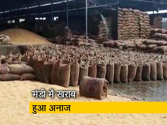 मध्य प्रदेश: बारिश से किसान का अनाज बर्बाद