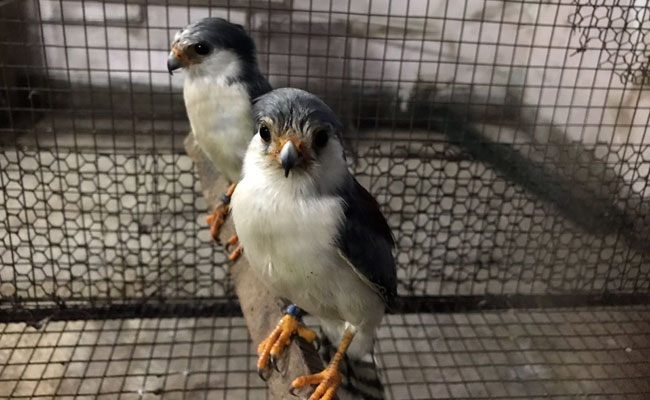 Drunk Birds Causing Havoc In A Town. Cops Say They'll Sober Up Soon.