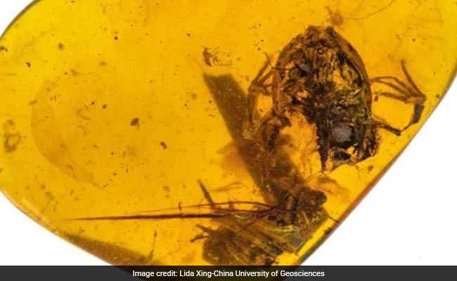99-Million-Year-Old Frog Found Encased In Amber