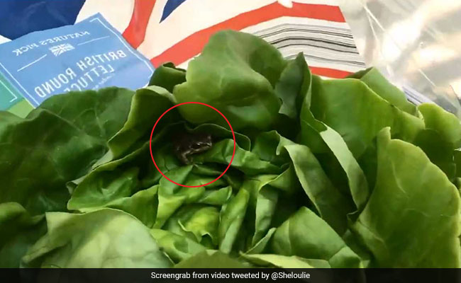 Woman Finds Live Frog In Bag Of Supermarket Lettuce. Watch Video