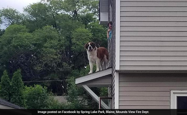 Big Fluffy Dog Stuck On Roof Needed Firefighters To Rescue Him