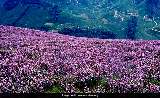 Kerala's Munnar Gets Ready For A Rare Flower That Blooms Once In 12 Years