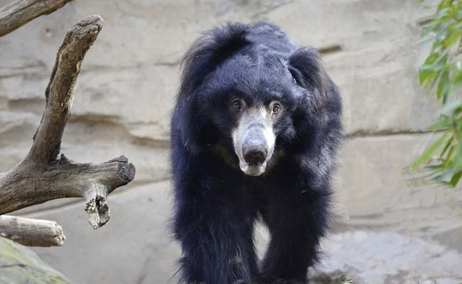 भालू ने बीजेपी नेता पर हमला कर किया घायल, अस्पताल में भर्ती