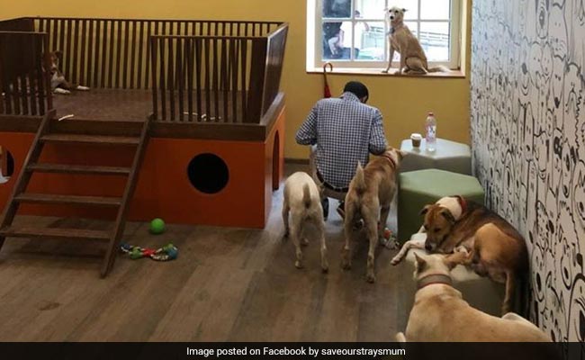 Stray Dogs Get A Special Room At Tata Group's Renovated Bombay House
