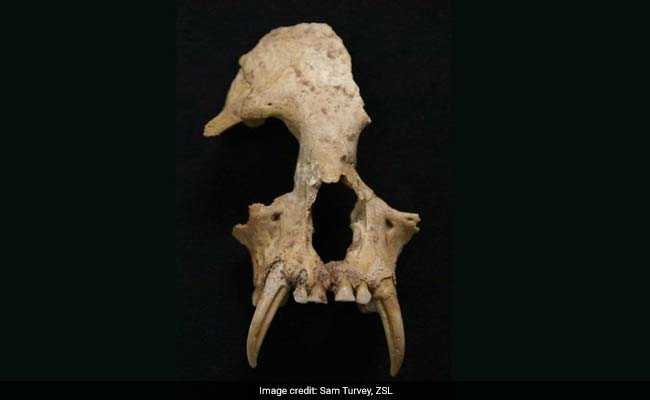 13-Million-Year-Old Fossil Ape Discovered In Uttarakhand