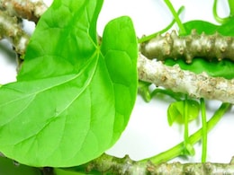 गिलोय सुरक्षित है, इसका कोई विषाक्त असर नहीं : सरकार गिलोय सुरक्षित है, इसका कोई विषाक्त असर नहीं : सरकार