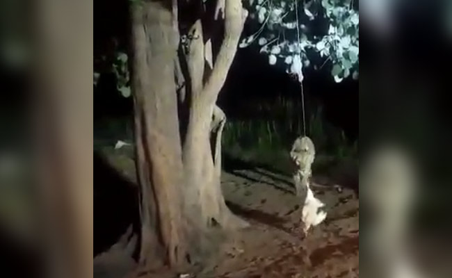 गुजरात: गिर के जंगल में मुर्गे का लालच देकर शेरनी को किया परेशान