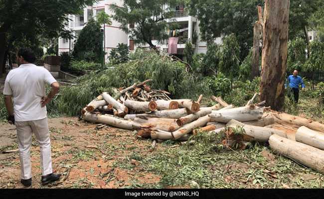 NCERT Fined Rs 5 Lakh For Cutting Trees In New Delhi Campus