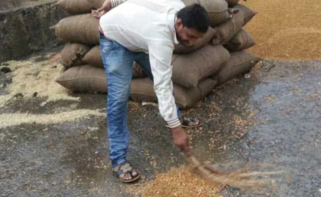 अनाज की बंपर पैदावार लेकिन सरकारी लापरवाही से सड़ रहा खाद्यान्न