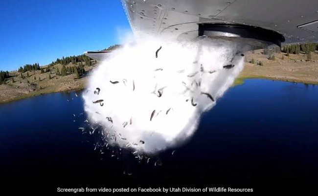Watch: This Plane Dropped Thousands Of Fish Into A Utah Lake. Here's Why