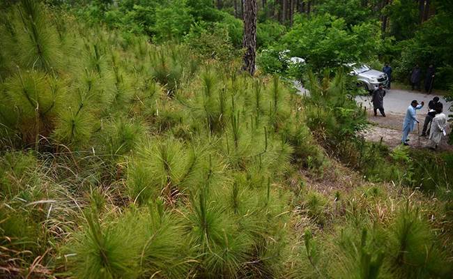 'Green Gold': Pakistan Plants Hundreds Of Millions Of Trees