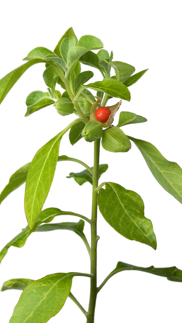ashwagandha