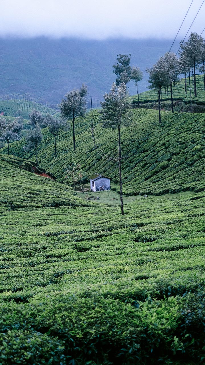 Munnar tea gardens
