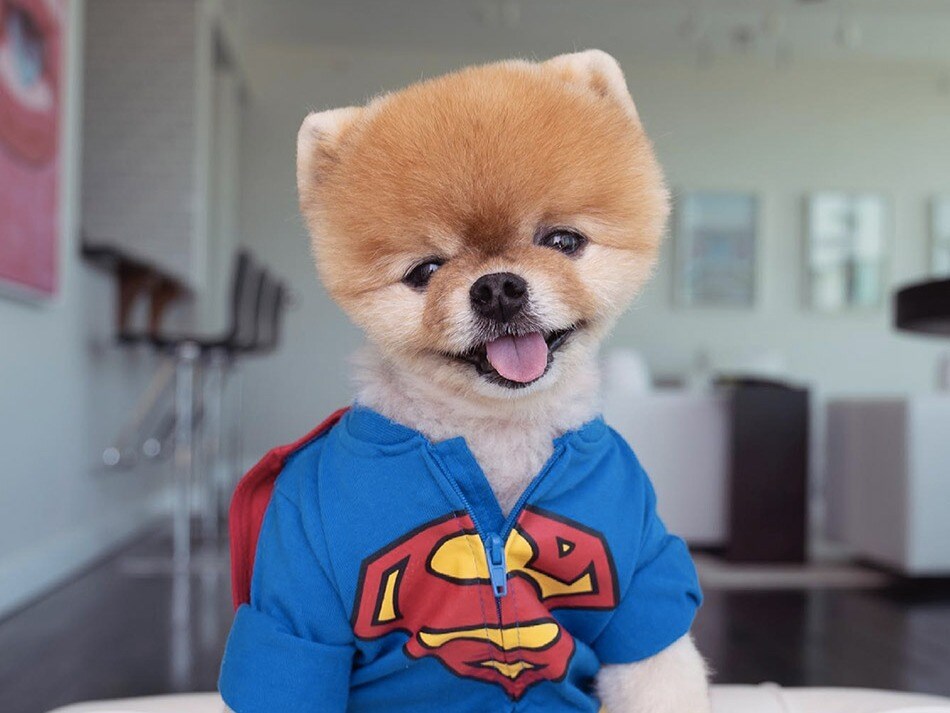 Jiffpom - Instagram's Celebrity Dog