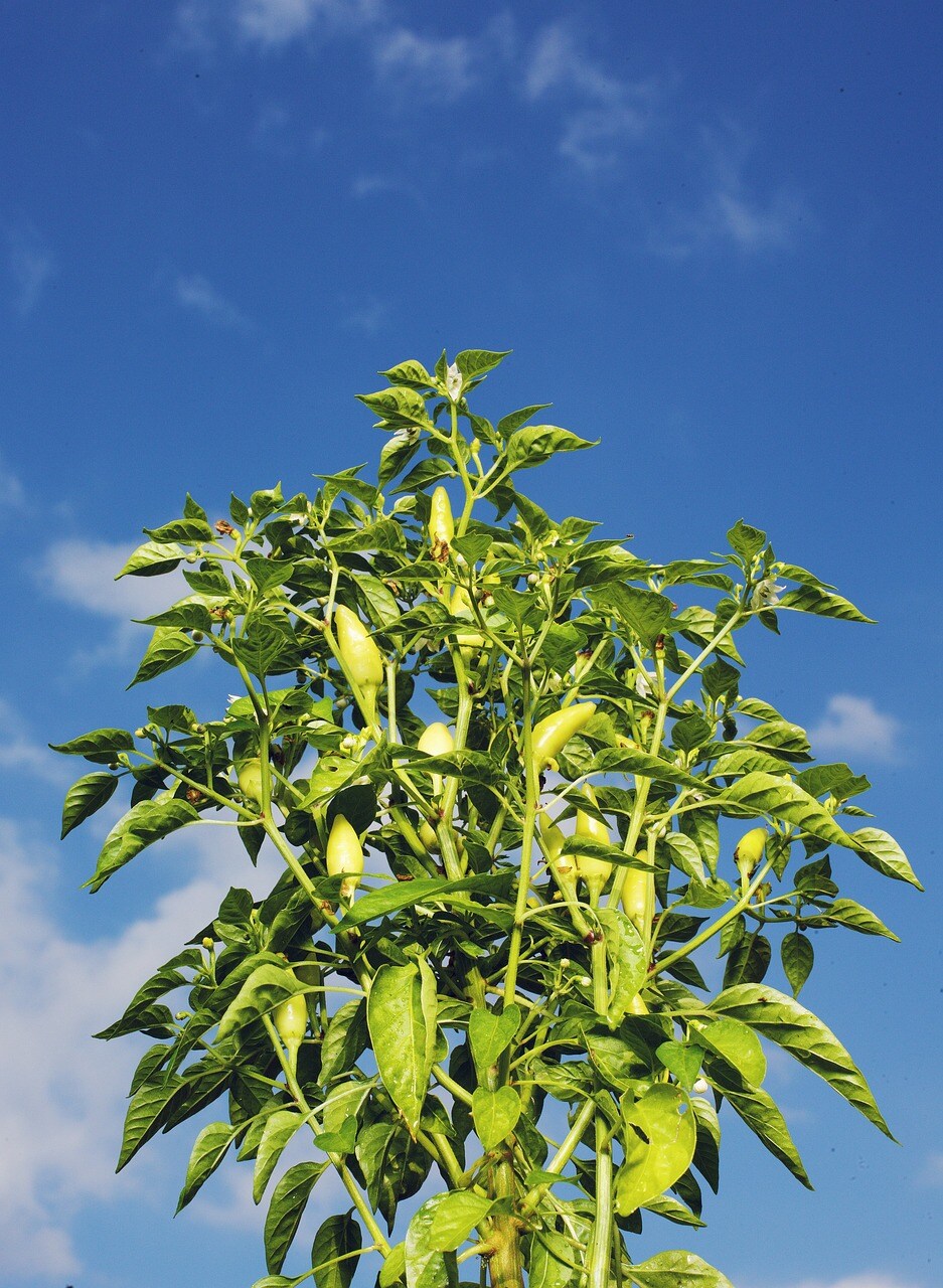 chilli-pepper-2157277_1280-siabcwxncr.jpg