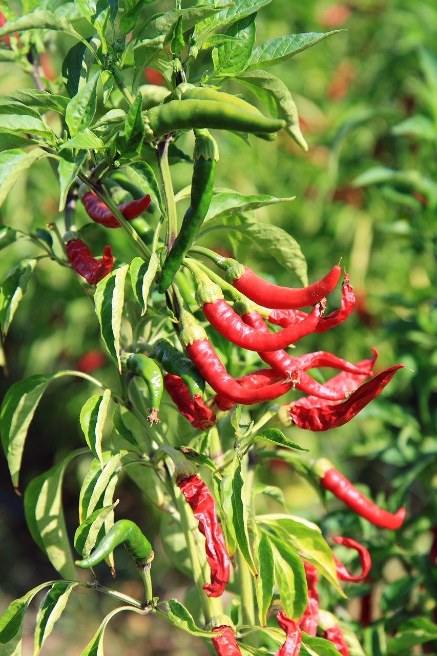 chili-15823_1280-ieabbslhjo.jpg