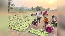 Dungarpur: राजस्थान के आदिवासी इलाकों में तेंदूपत्ते से होगी 1.6 करोड़ की कमाई, हज़ारों लोगों को मिलेगा रोजगार