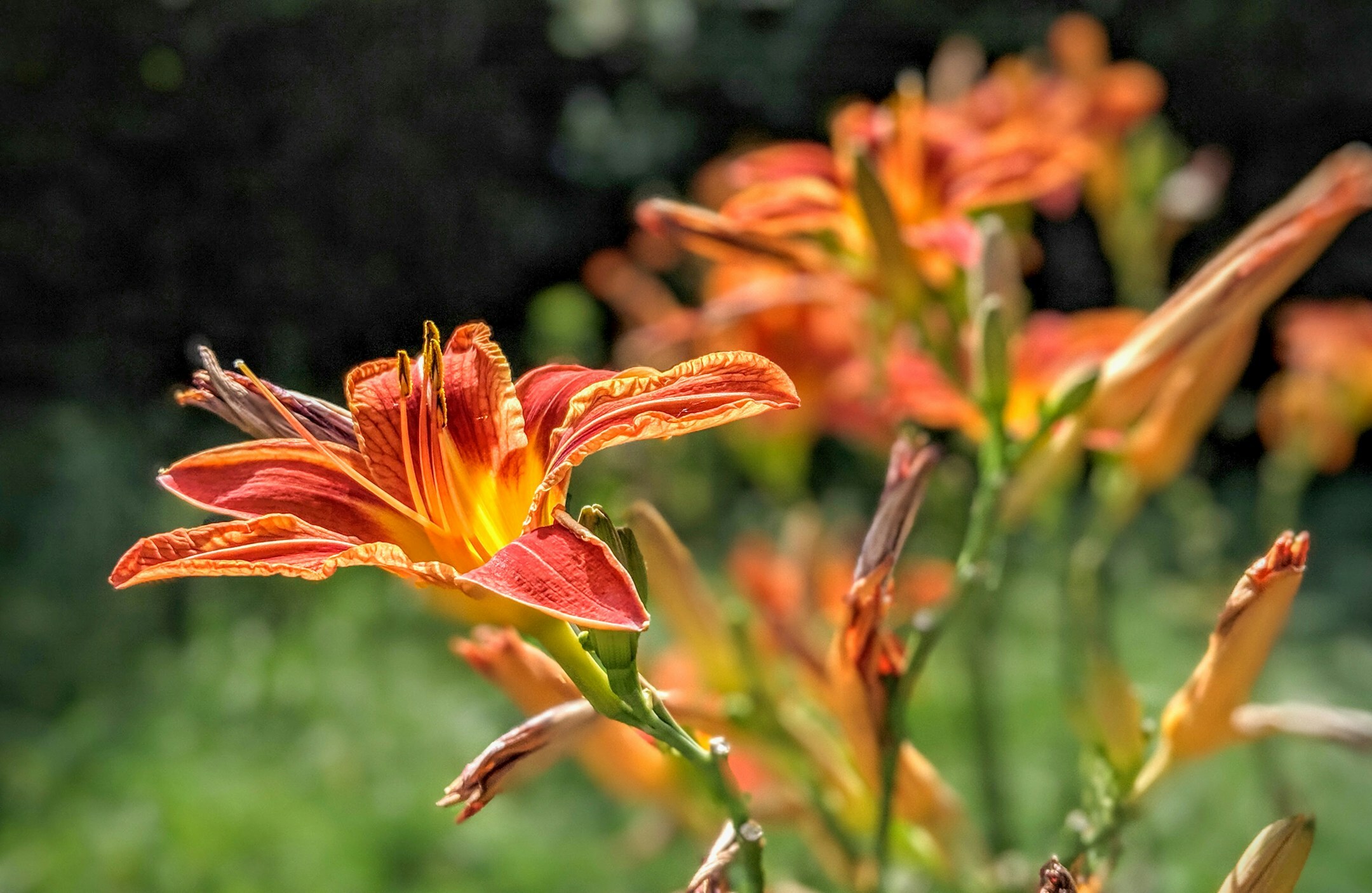 Clove grow At Home