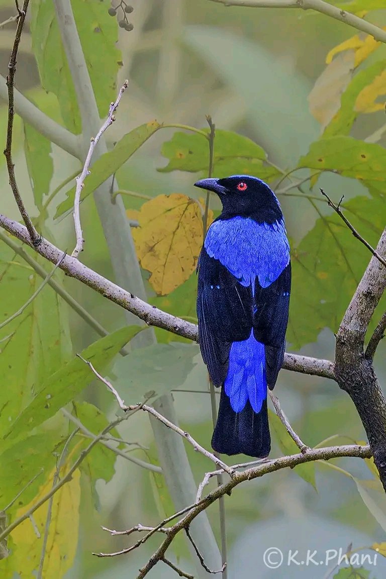 10 Beautiful Blue-Coloured Birds