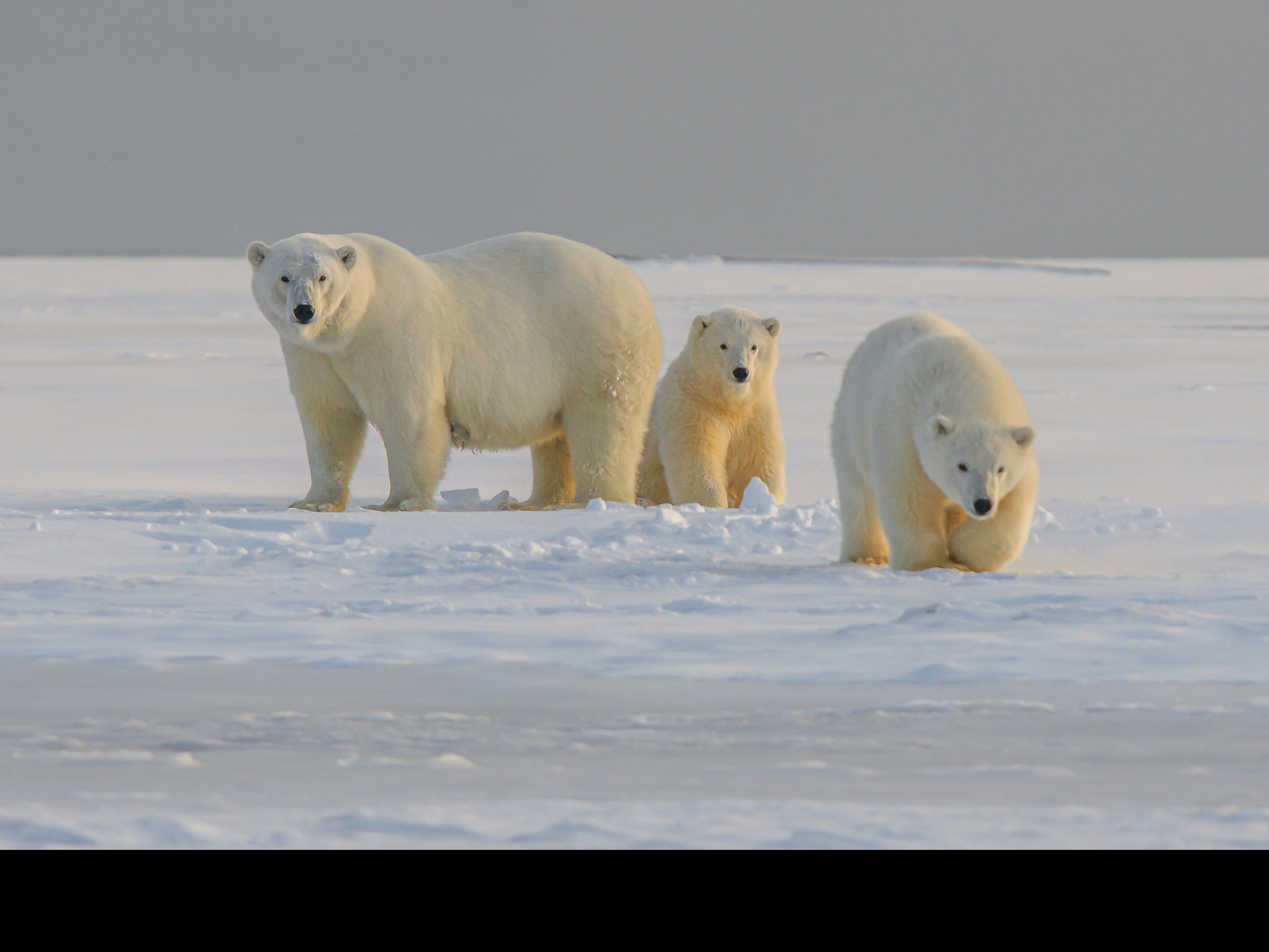 10 Interesting Facts About Polar Bears