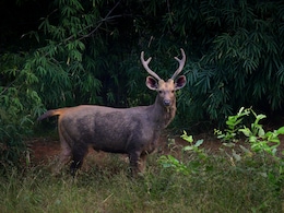 Elk Roams Into Cafe-Packed Street In Central Stockholm