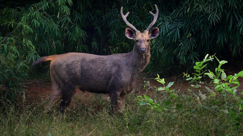 Elk Roams Into Cafe-Packed Street In Central Stockholm
