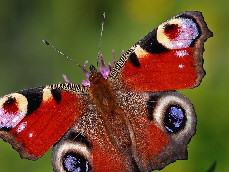 10 Most Beautiful Insects In The World