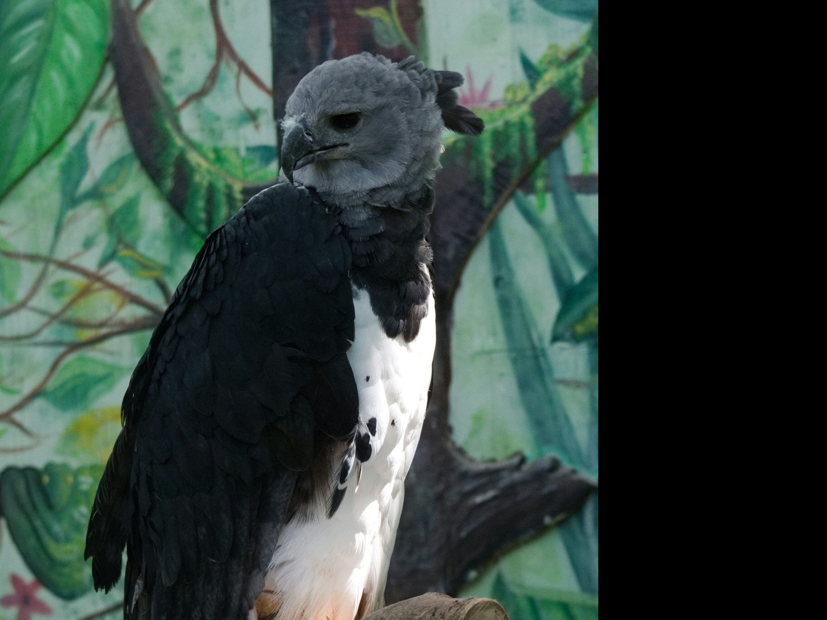 5 Deadly Birds That Eat Human