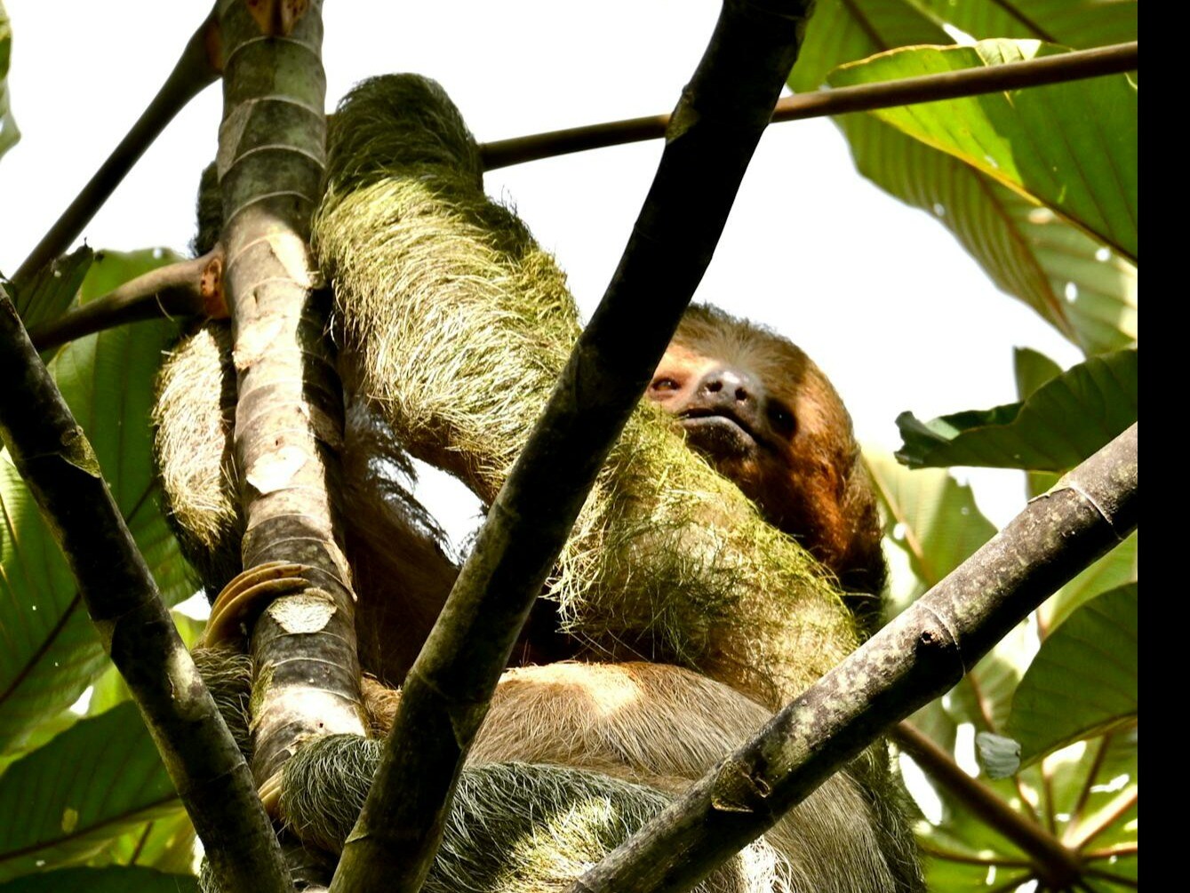 5 Tree-Dwelling Animals In The World