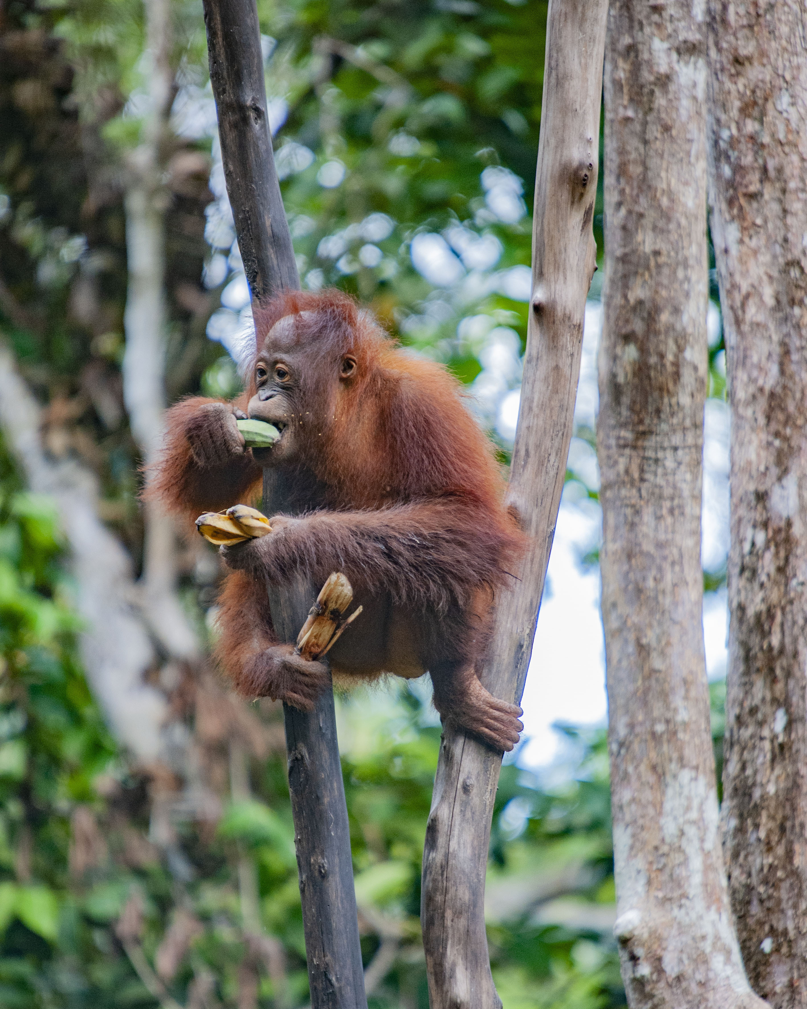 Types Of Apes With Pictures