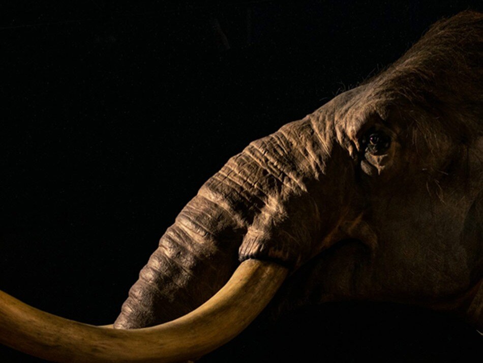 6 Animals Hunted To Extinction By Humans