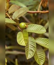 सुबह खाली पेट चबाकर खा लें ये 2 हरी पत्तियां, फिर जो होगा वो आप सोच भी नहीं सकते, इन 6 समस्याओं के लिए रामबाण
