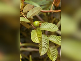 सुबह खाली पेट चबाकर खा लें ये 2 हरी पत्तियां, फिर जो होगा वो आप सोच भी नहीं सकते, इन 6 समस्याओं के लिए रामबाण