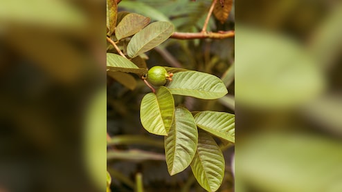 सुबह खाली पेट चबाकर खा लें ये 2 हरी पत्तियां, फिर जो होगा वो आप सोच भी नहीं सकते, इन 6 समस्याओं के लिए रामबाण