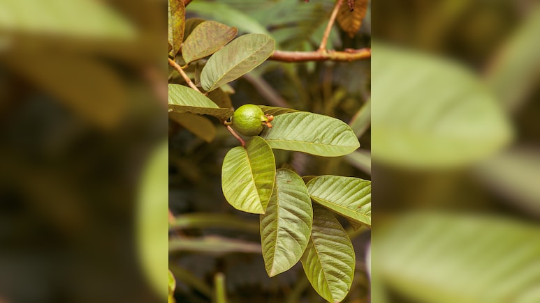 सुबह खाली पेट चबाकर खा लें ये 2 हरी पत्तियां, फिर जो होगा वो आप सोच भी नहीं सकते, इन 6 समस्याओं के लिए रामबाण