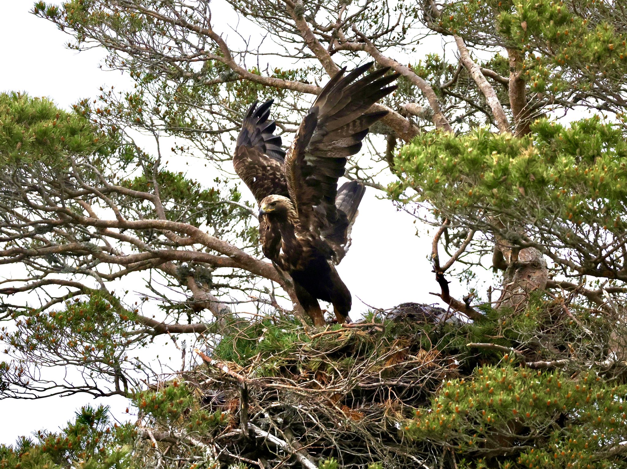 6 Largest Eagles In The World