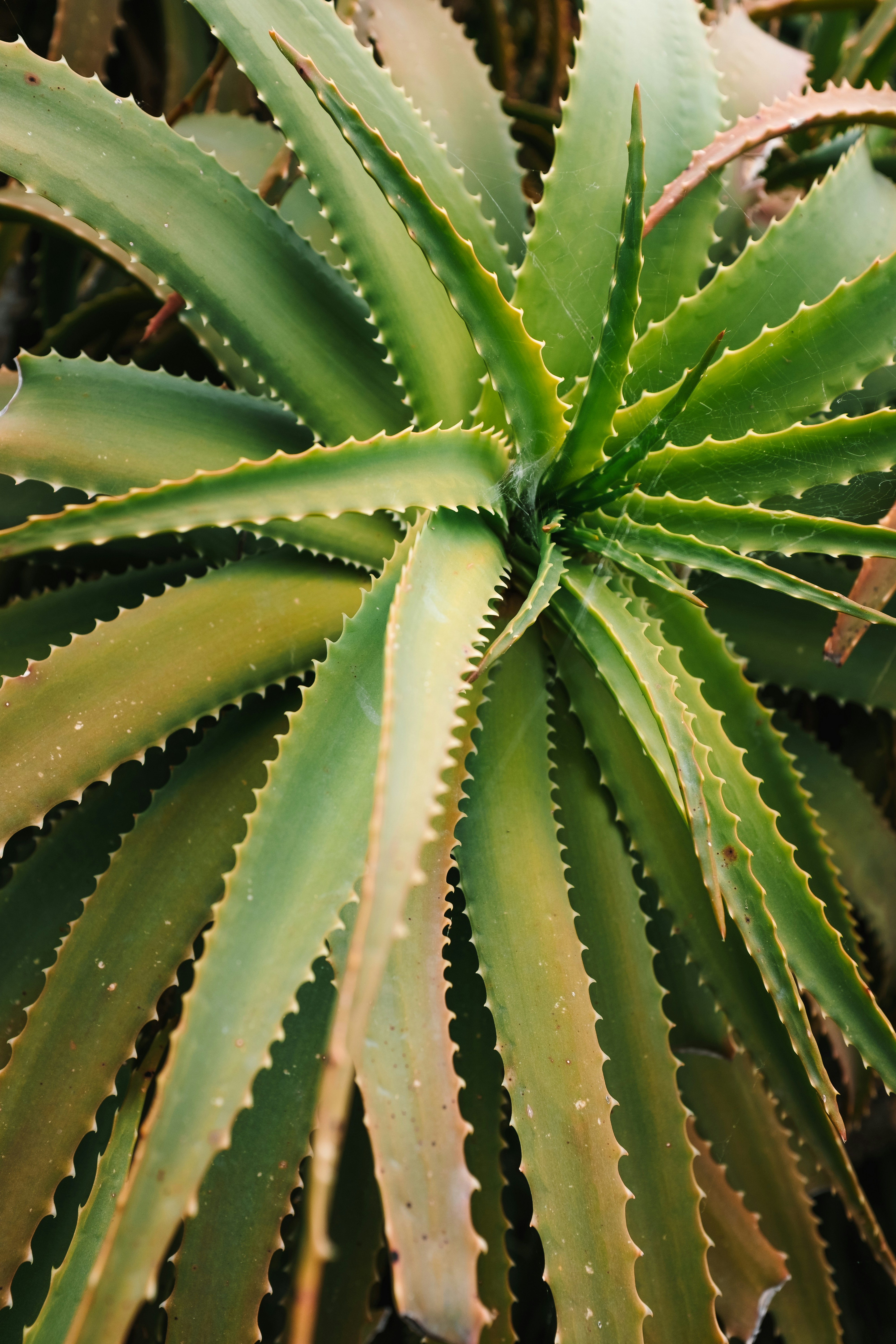 aloe vera gel trinken gesund Bio Aloe Vera Saft – Natürlicher Vital-Drink für Dich main image 1