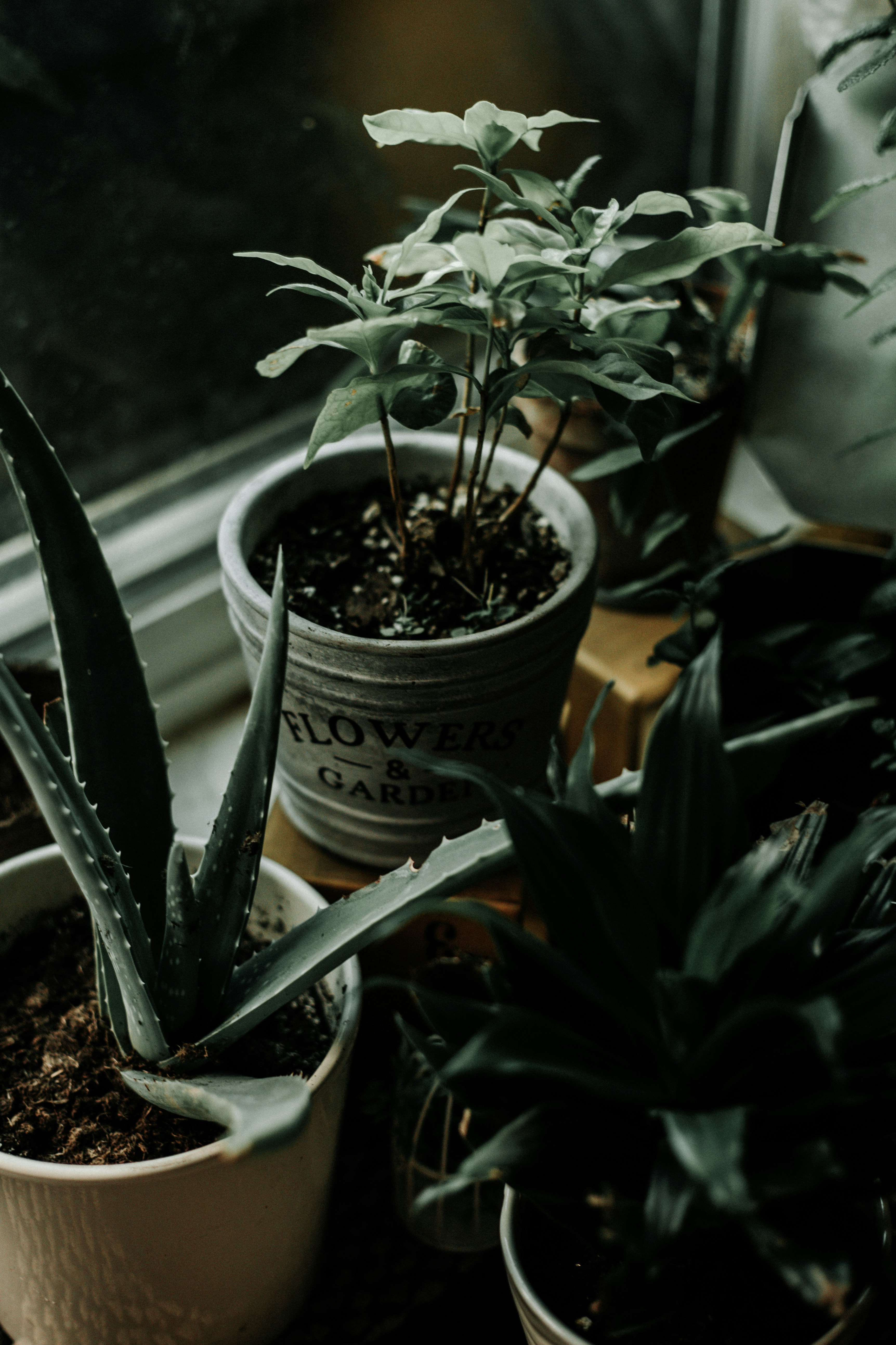 7 Aloe Vera Hair Masks For Hair Growth