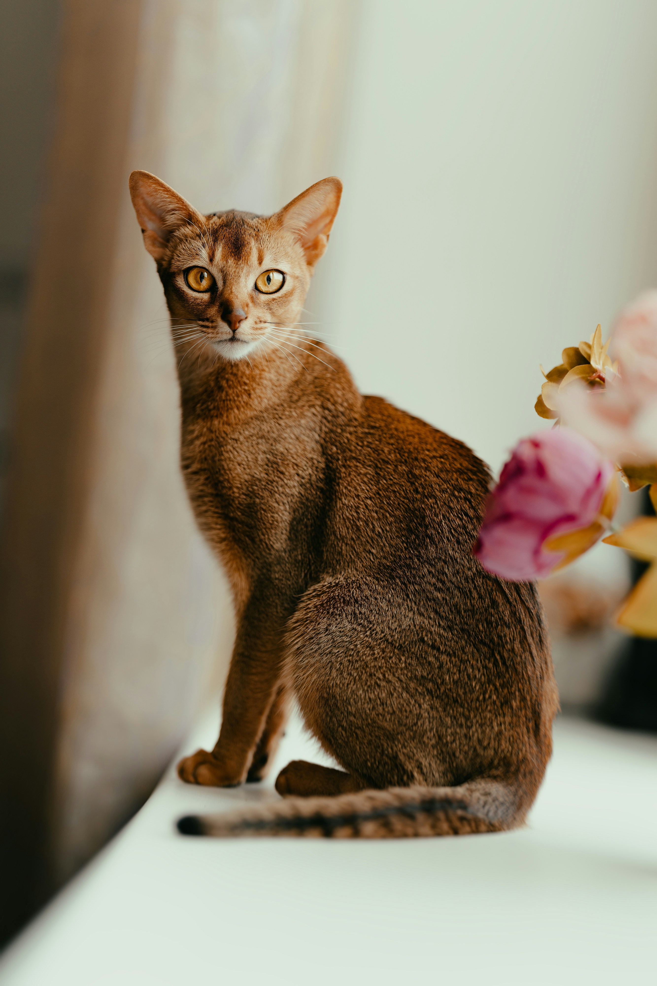 Domestic Cats The Most Intelligent Cats Clearance Smartest Cat - Main Image