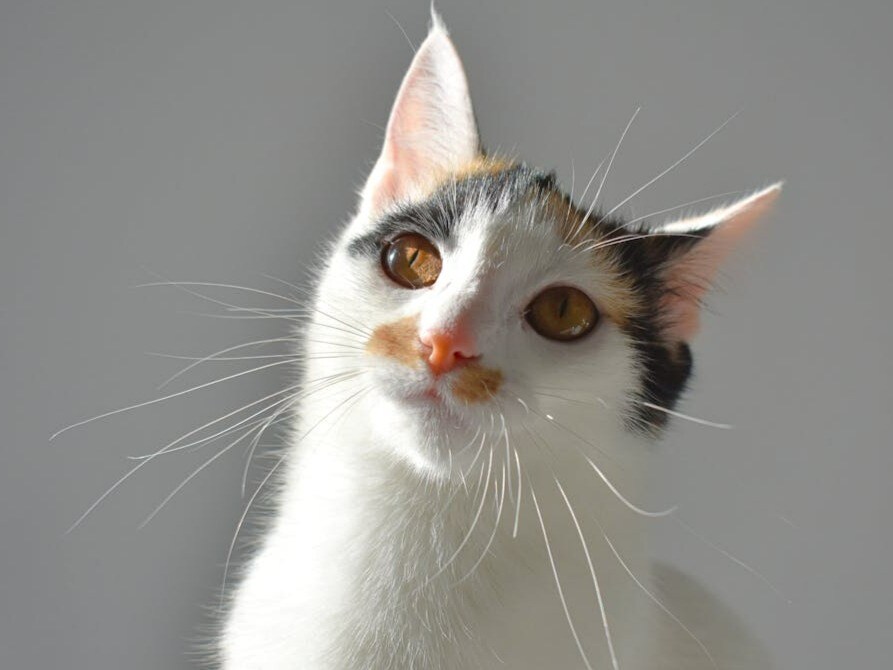 7 Rare Facts You Didn't Know About Cat Whiskers