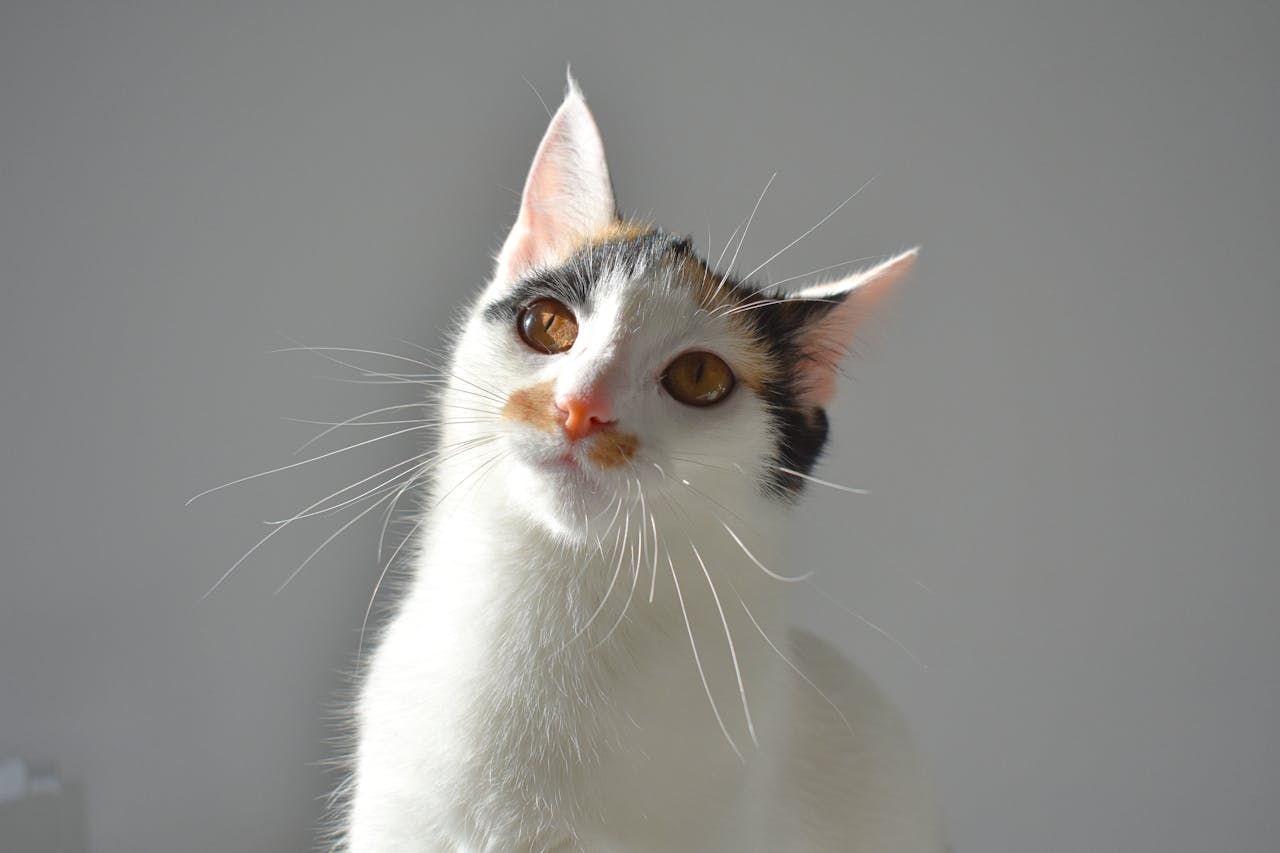 7 Rare Facts You Didn't Know About Cat Whiskers