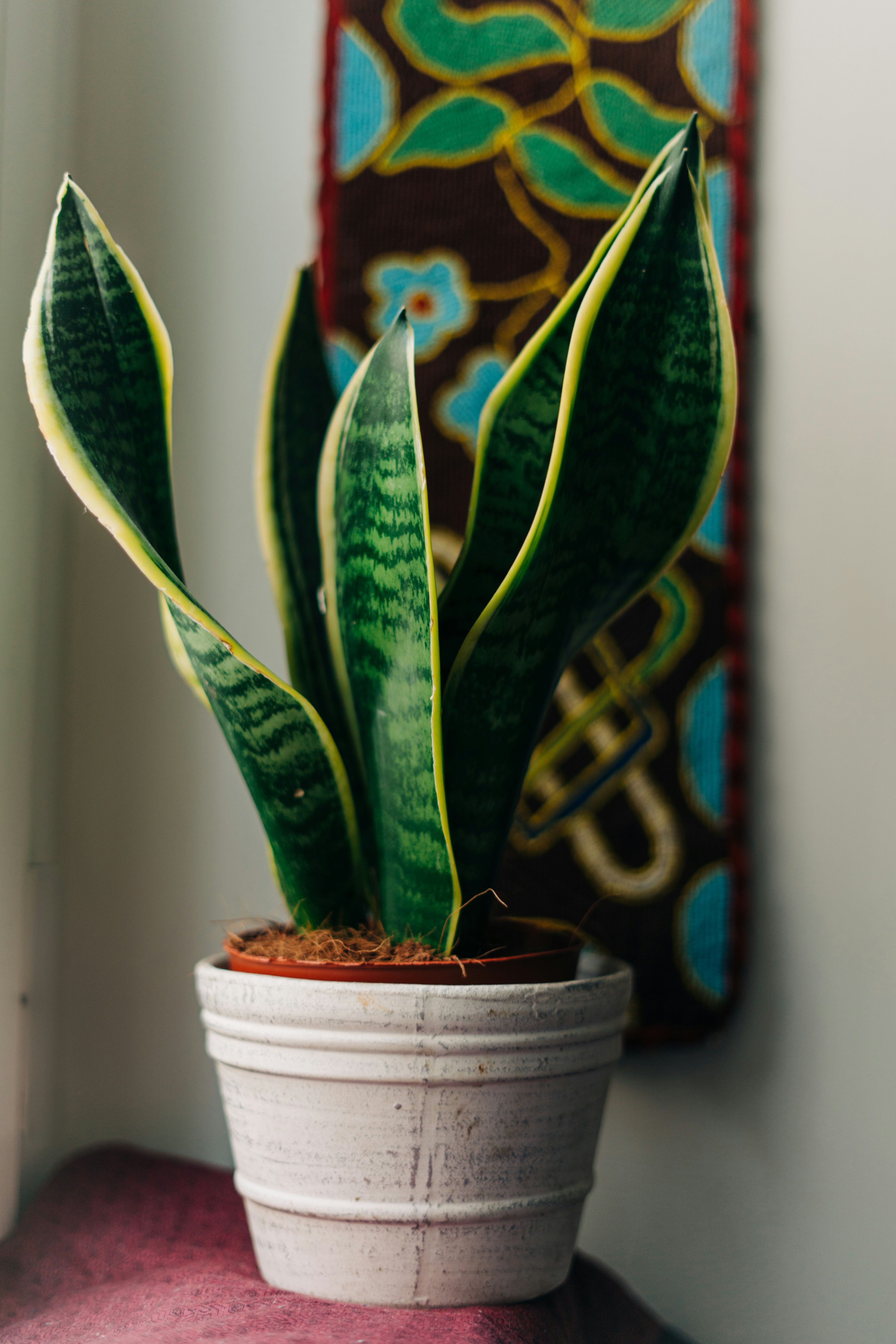 7 Reasons Why Snake Plant Is The Best House Plant